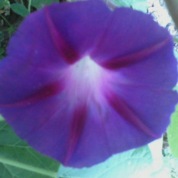 Meet your Posher, Sam - Picture 5 of 6